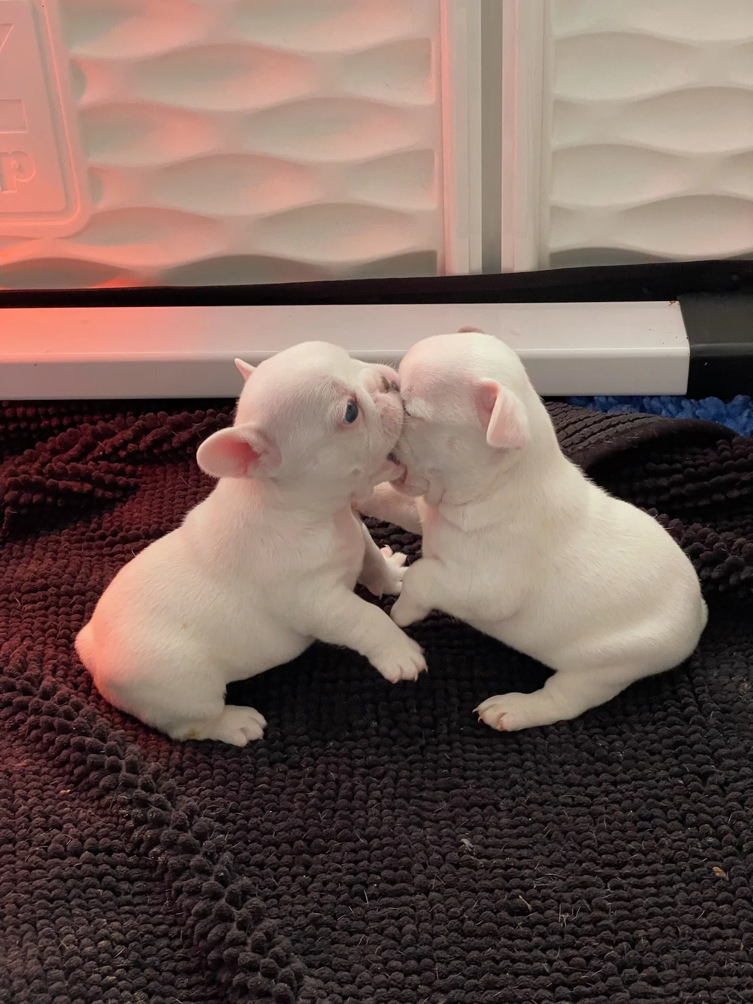 Two small white puppies with blue eyes sitting on a black textured blanket, touching noses.
