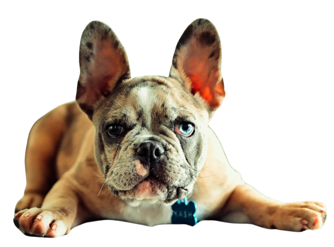 A French Bulldog puppy with a brindle coat and one blue eye, laying down and facing the camera.