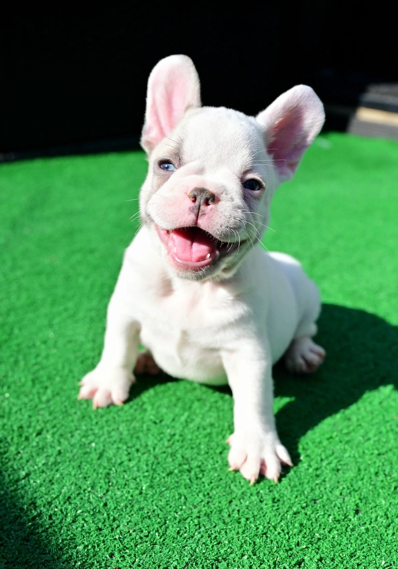 A French Bulldog puppy with white fur and blue eyes sitting on green artificial grass, smiling with its mouth open.