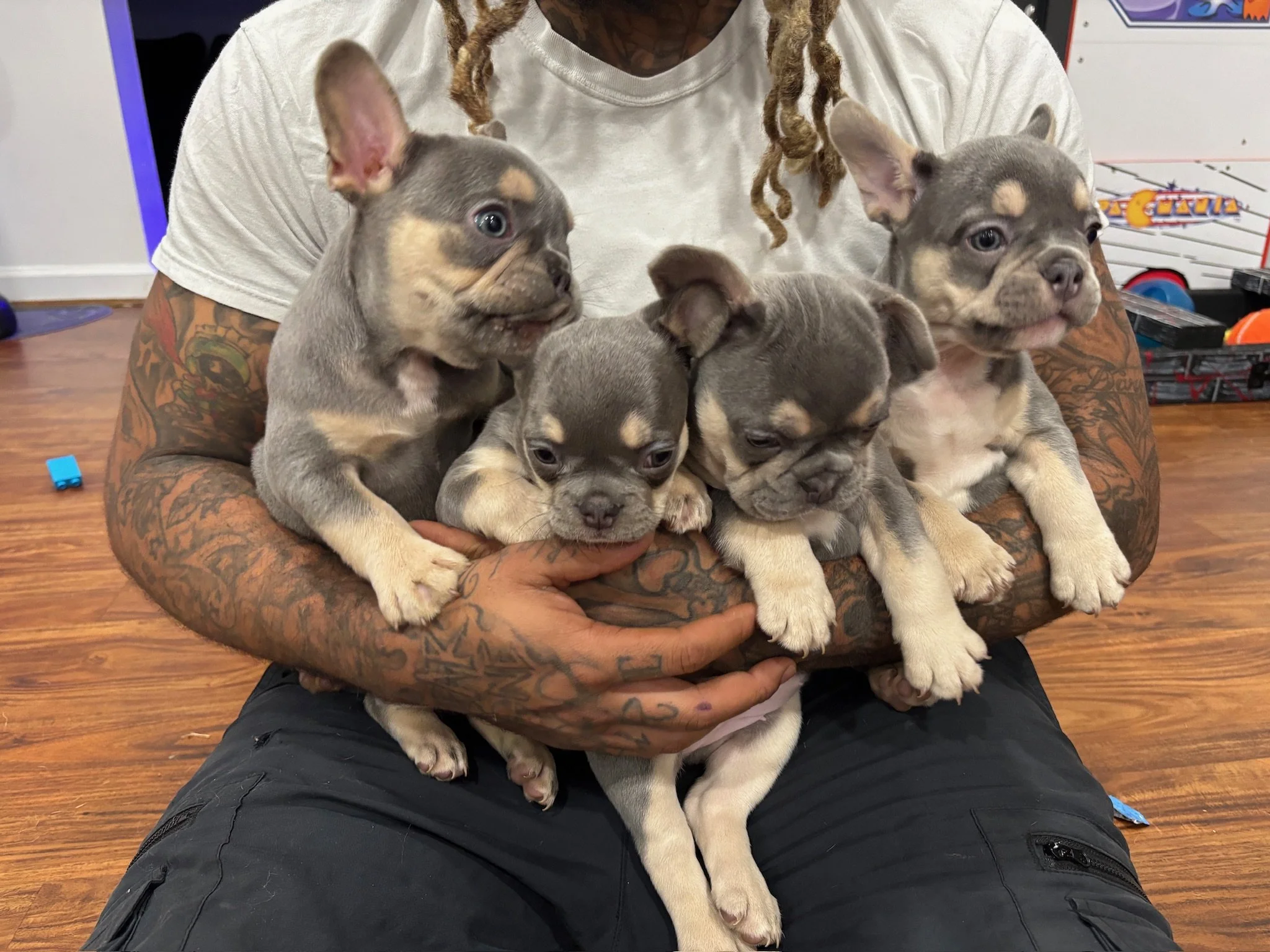 A person with tattoos on their arms is holding five gray and tan puppies that resemble small French bulldogs, sitting on their lap in an indoor setting.