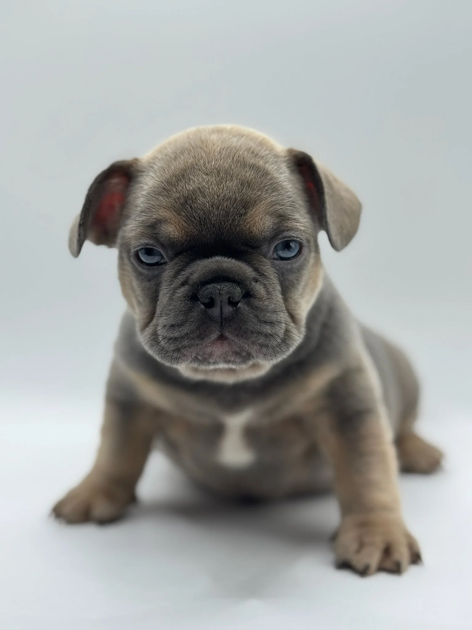 A cute French Bulldog puppy with a tan and black coat, sitting on a white surface against a plain background, looking directly at the camera.