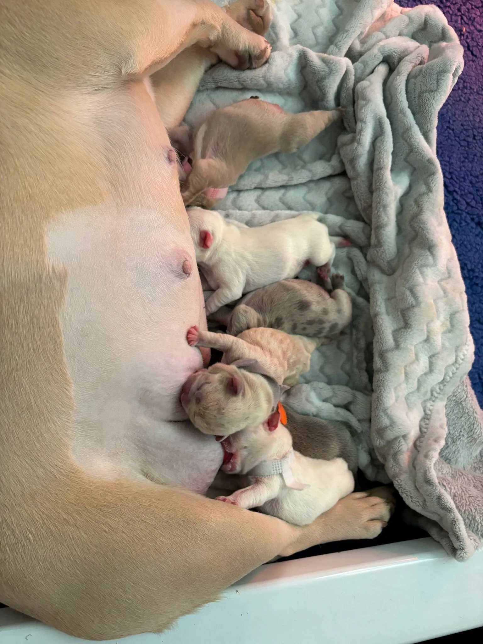 A mother dog nursing puppies on a soft blanket.