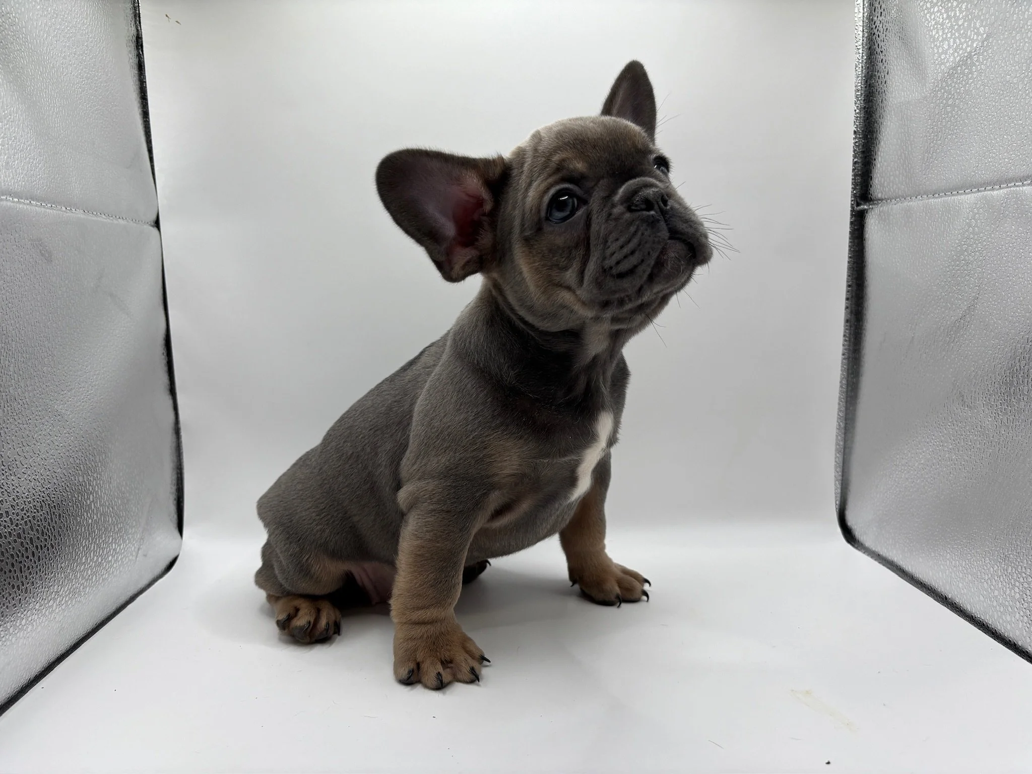 A adorable French Bulldog puppy sitting in a white enclosure with silver sides, looking up with one ear perked up and the other slightly flopped.