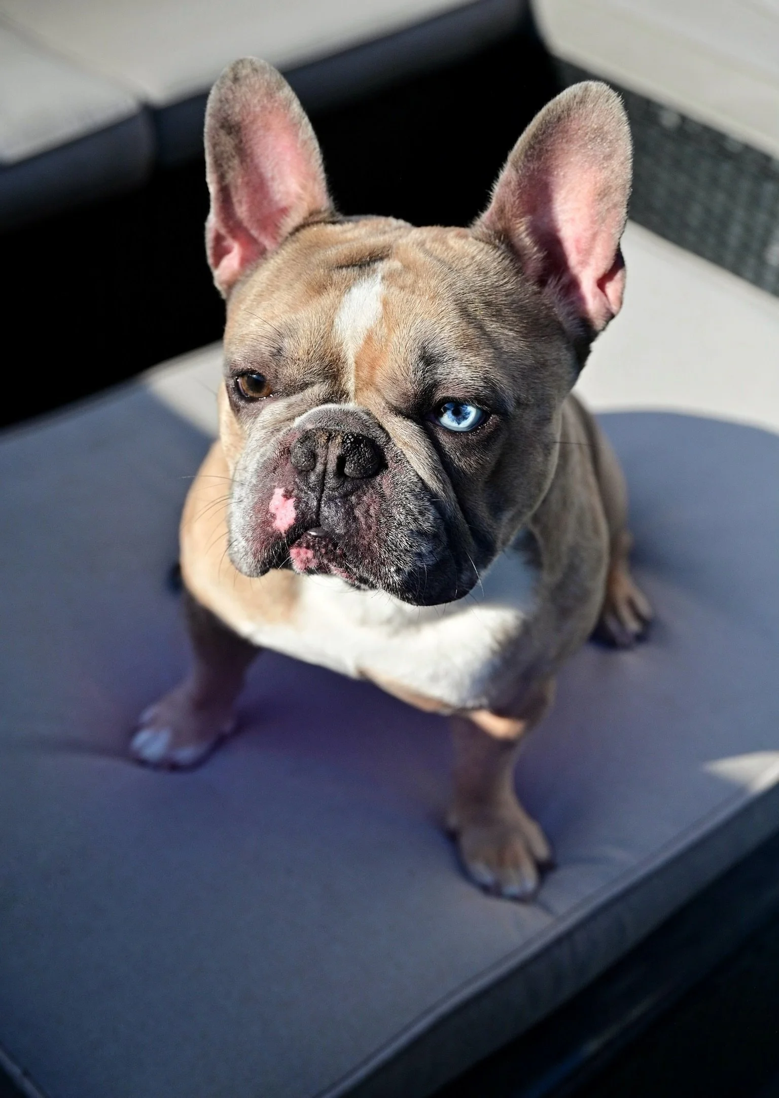 A French Bulldog puppy with one blue eye and one brown eye, sitting on a gray outdoor surface.