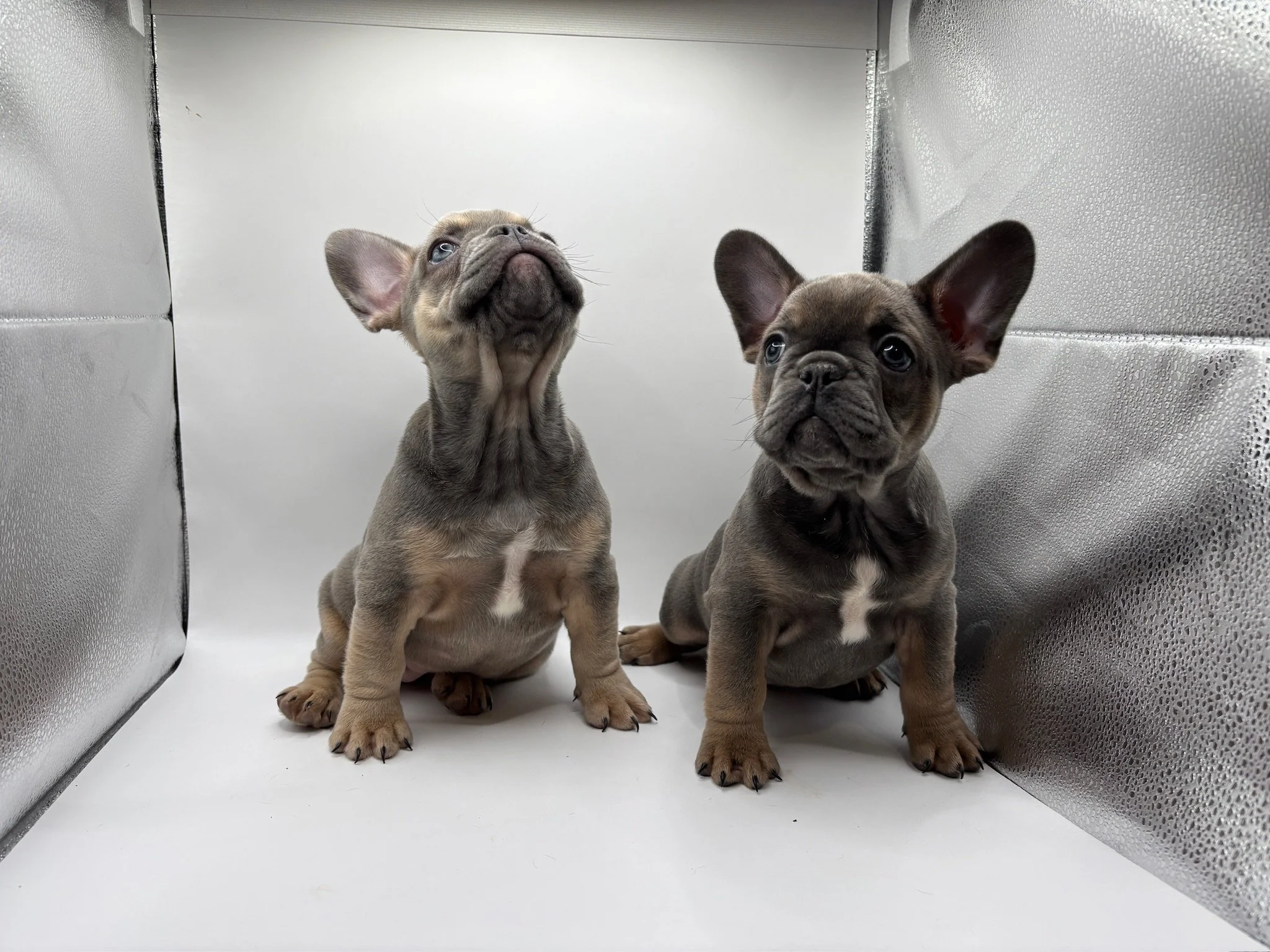 Two French Bulldog puppies sitting inside a metallic enclosure with a white floor and background.