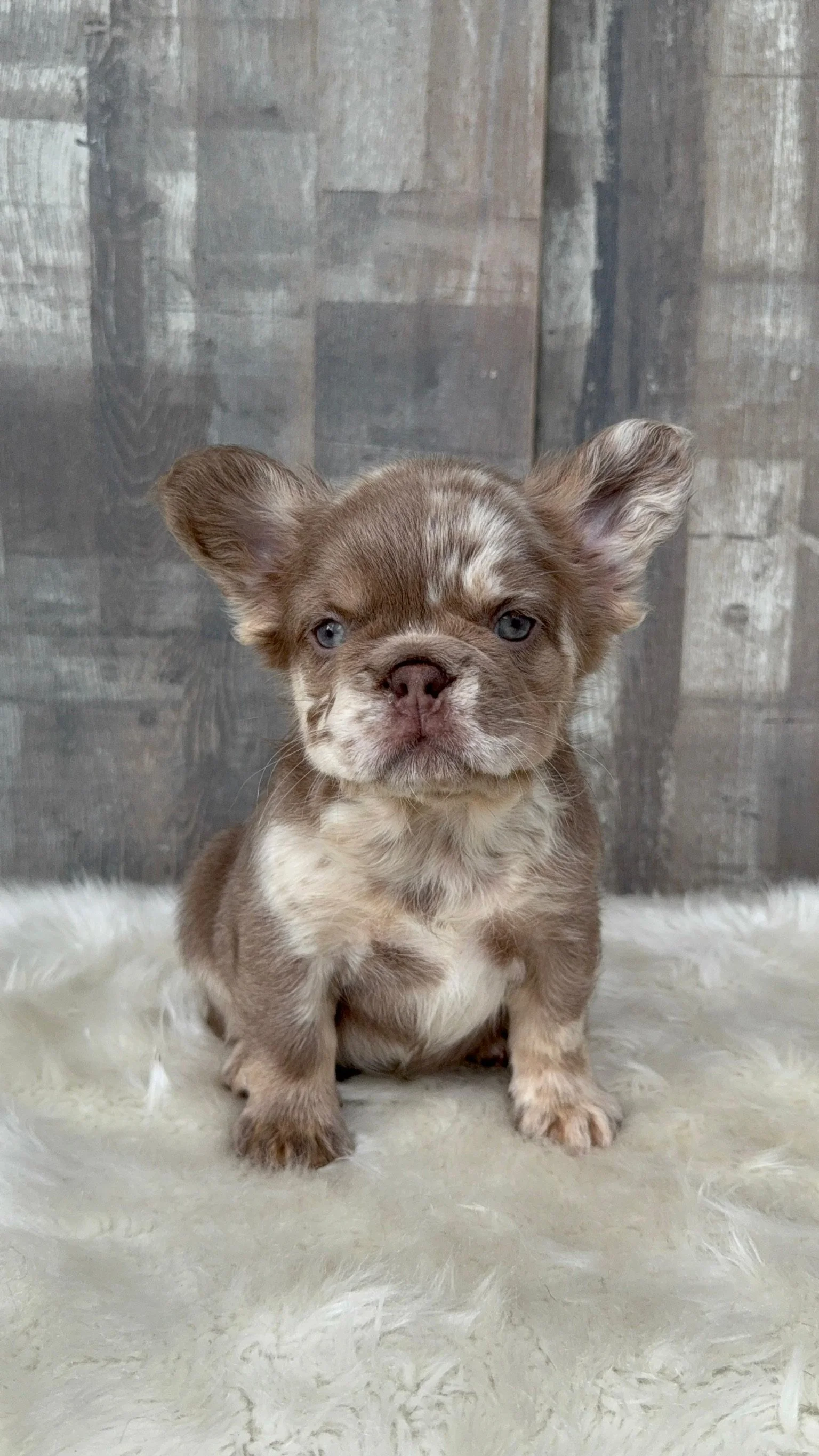 A cute brown and white puppy with blue eyes sitting on a fluffy white surface against a wooden background.