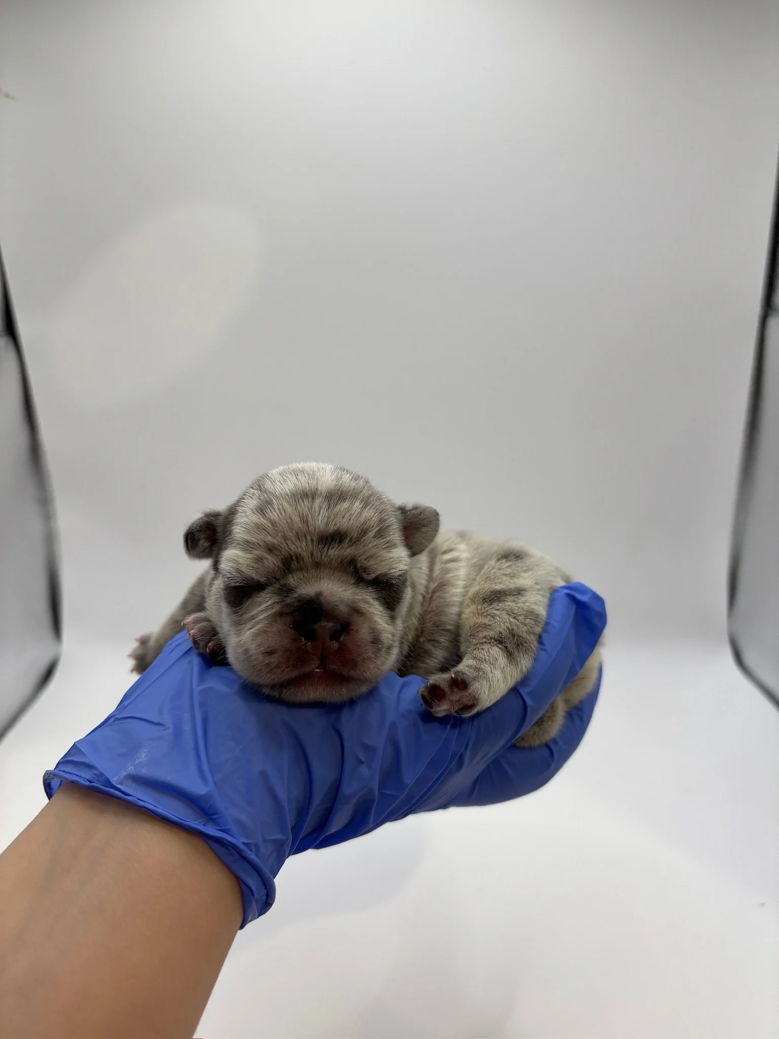 A tiny, newborn puppy with closed eyes being held gently by a hand wearing a blue glove, against a plain white background.