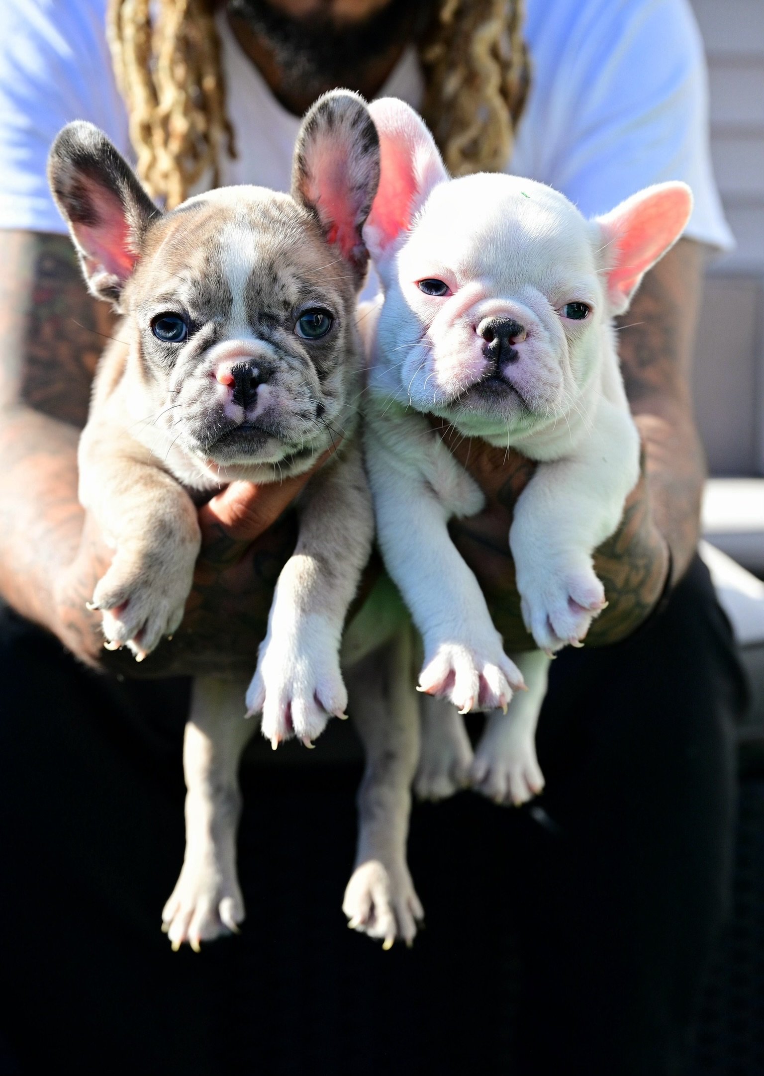 Two French Bulldog puppies, one brindle and one white, are being held by a person with tattooed arms. The puppies are looking directly at the camera.