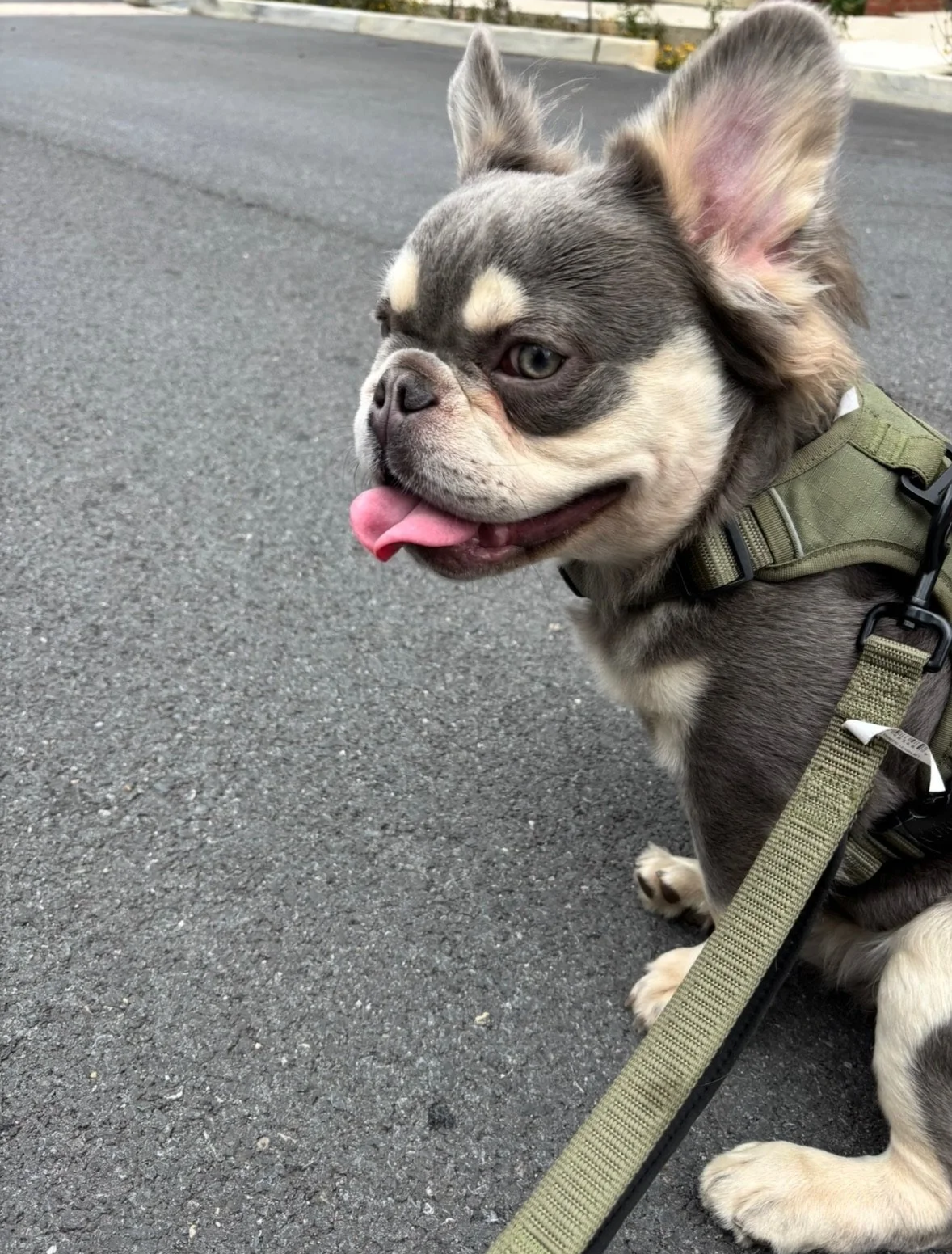 A cute small dog, possibly a Chihuahua, sitting on a paved street with its tongue out, wearing a green harness.
