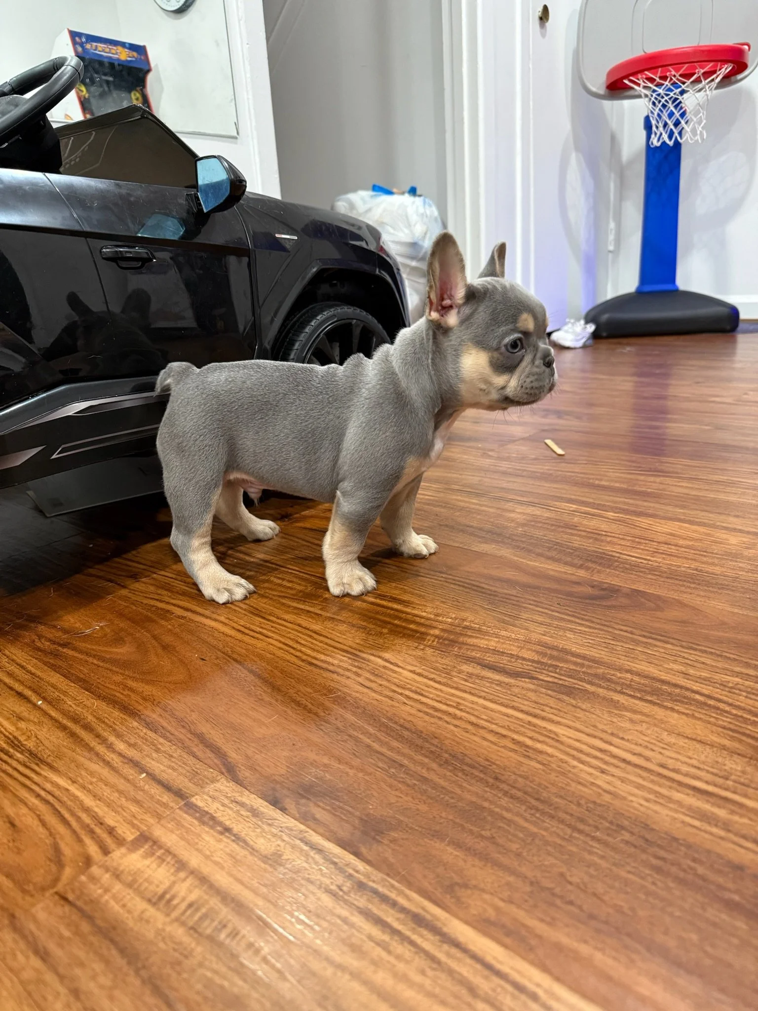 A small gray and tan puppy with large ears standing on a wooden floor indoors, next to a black toy car.