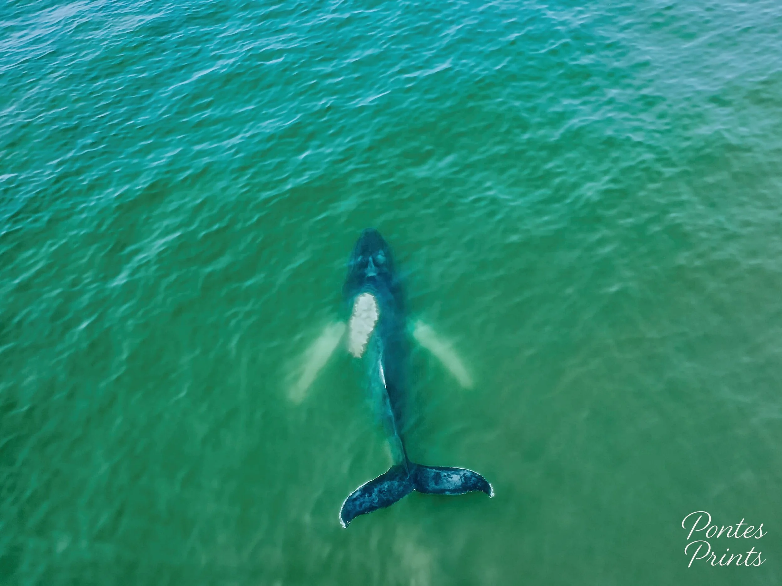 Humpback Whale - New York