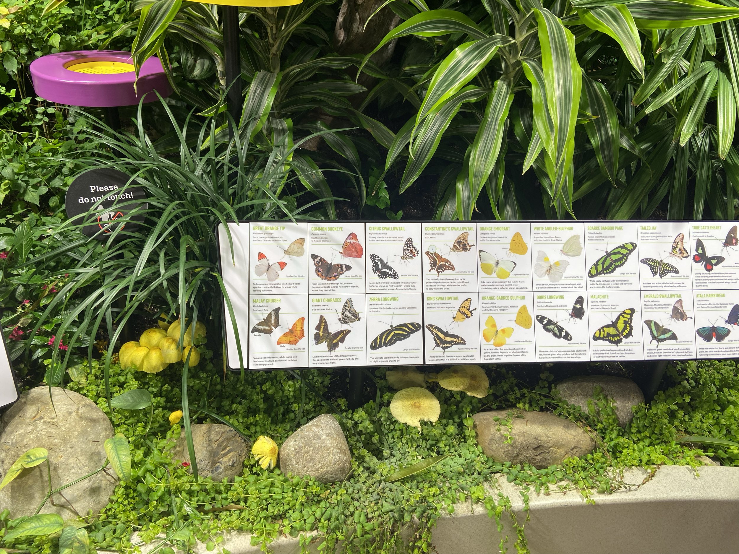 Davis Family Butterfly Vivarium at the American Museum of Natural History