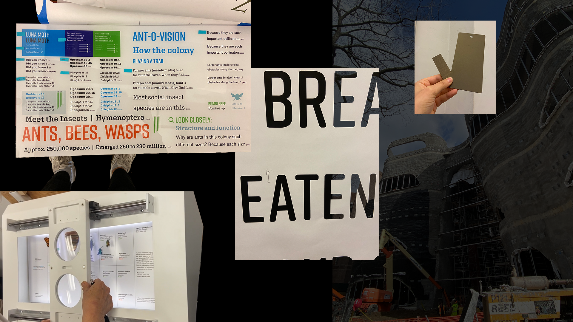insectarium-collage-1.png