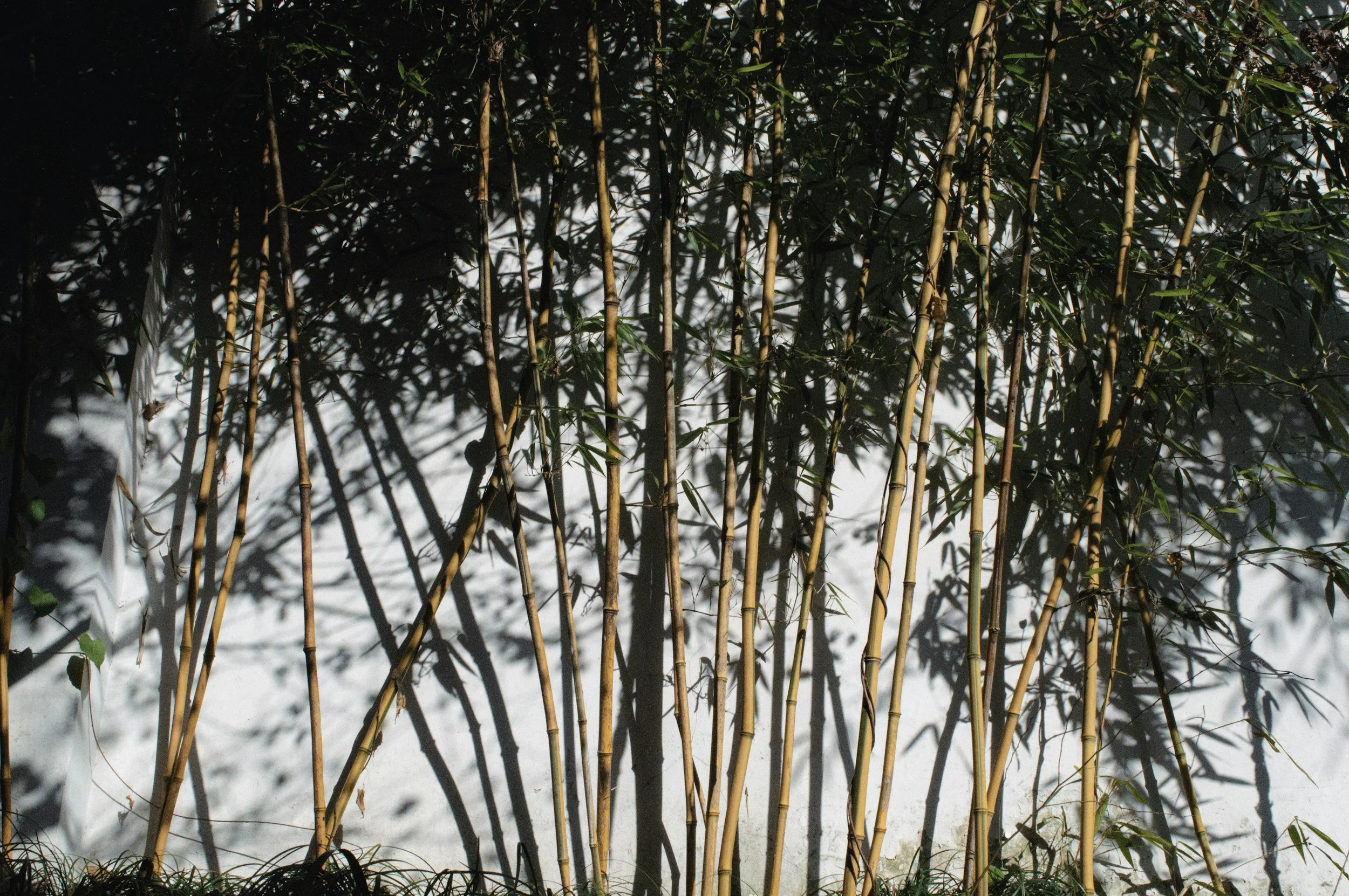 Shadow of tall bamboo stalks and leaves cast on a white wall.