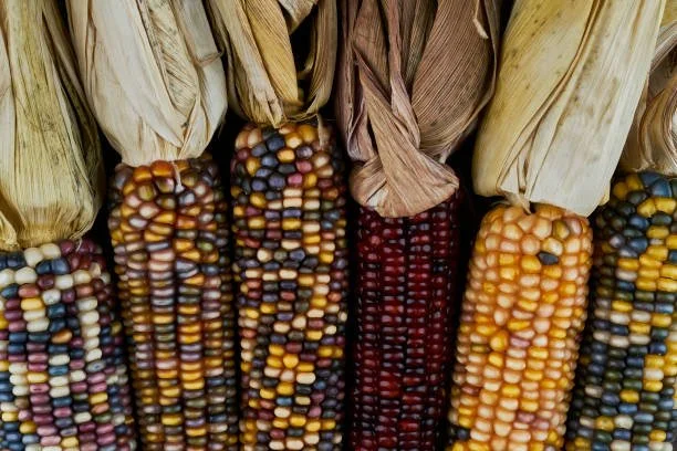 Autumn Flavor, Indian Corn 12x3ct box