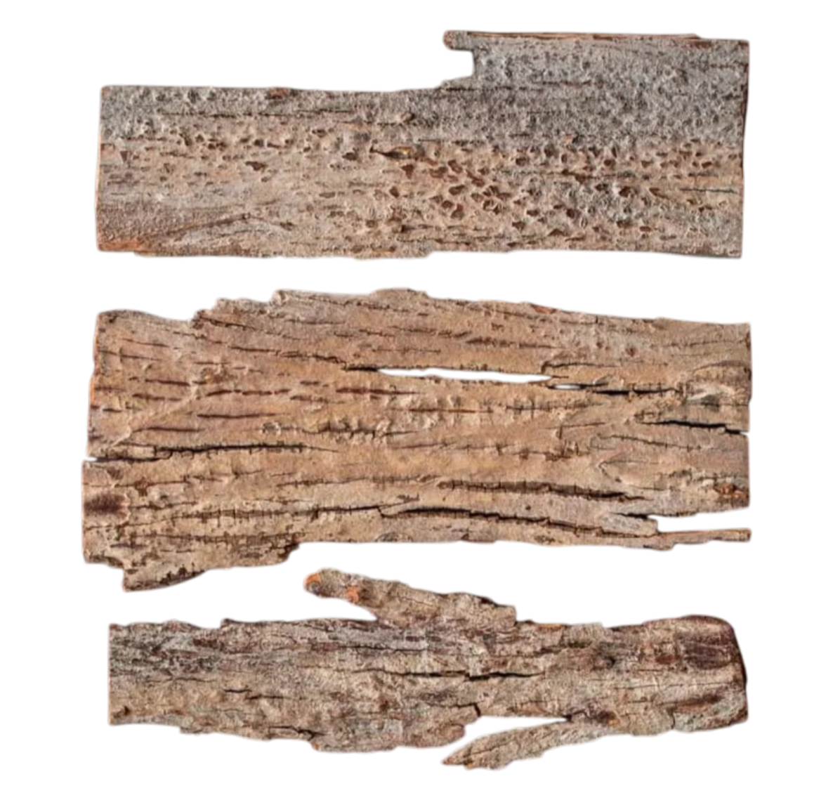 Wood, Shagbark Hickory Bark, Limited Quantity, Wild Harvested, Clean, 12" pieces 1lb container 23.00