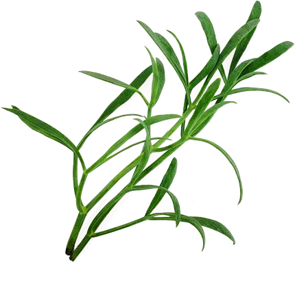 Leaves, Sea Fennel 1.75oz container, anise / fennel / ginger flavor. Great garnish for your Holiday Event Raw Bar. Local, Long Island