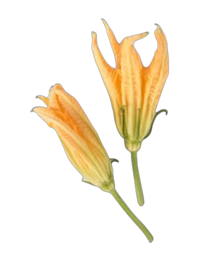 Edible Flowers, Zucchini Flowers 48x2ct packets. Order in advance. Call for pricing and availability.