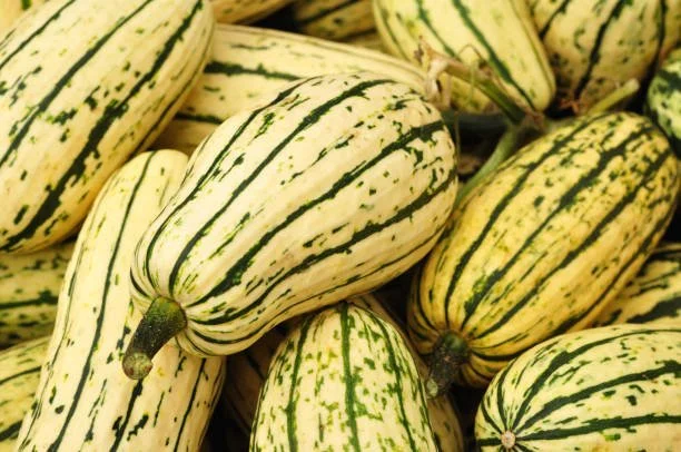Autumn Flavor, Delicata Squash, call 