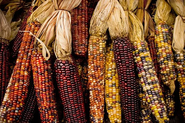 Autumn Flavor, Mini Indian Corn  20x3ct box
