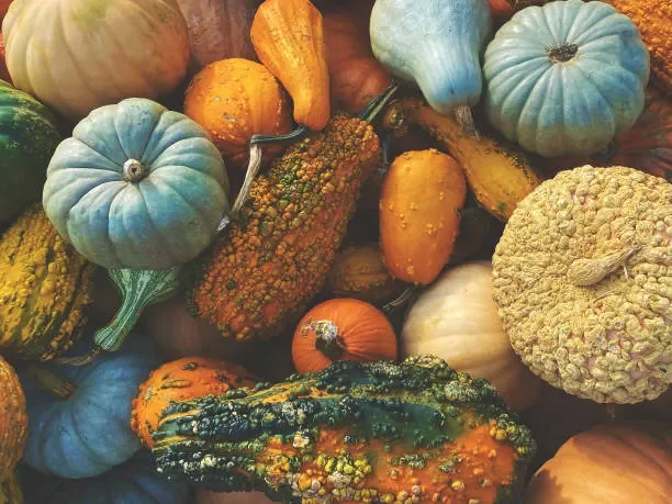 Autumn Flavor, Assorted Gourds, 18lb box, great seasonal deco