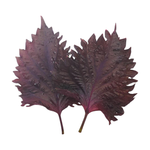 Leaves, Purple Shiso Leaf, Local, Long Island, 100ct tray. Also available in Green!