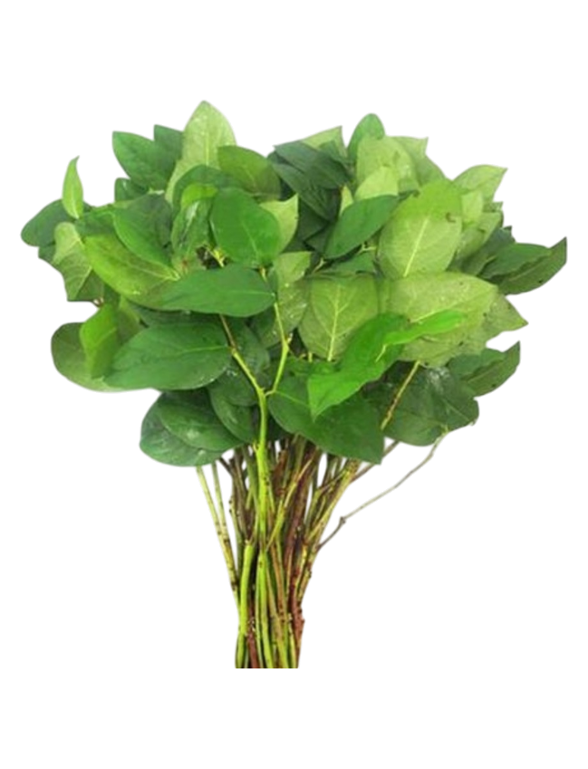 Leaves, Italian Lemon Leaves. Large bunch. 1lb+ of leaves "on the branch" Italy