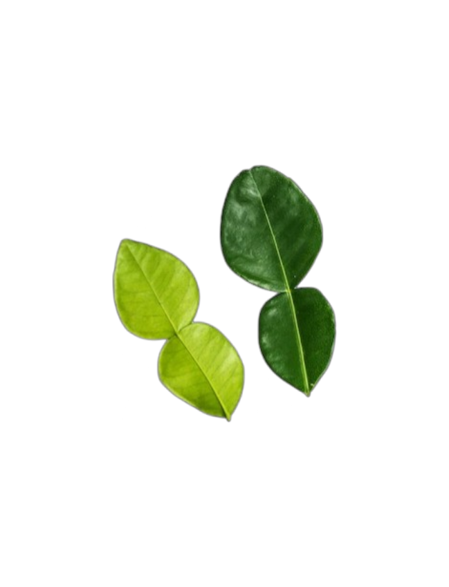 Leaves,Fresh Kaffir Lime Leaves from California. 8oz bag 