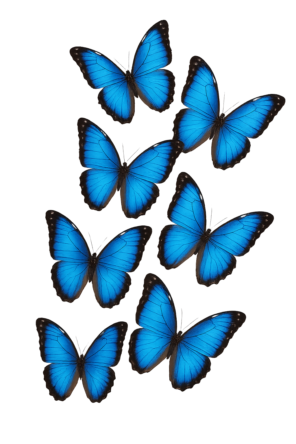 Mehrere blaue Schmetterlinge vor dunklem Hintergrund.