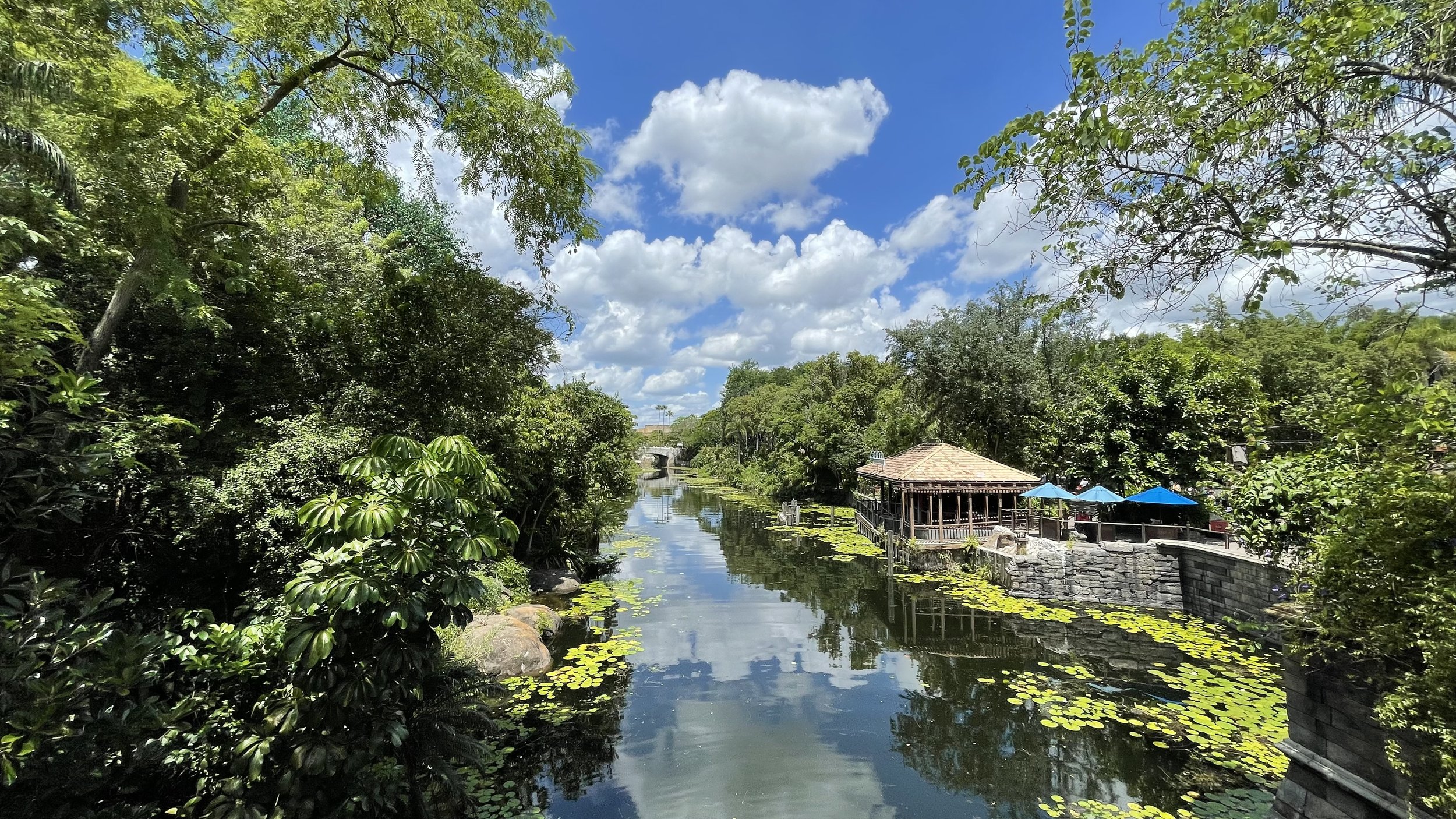 Wallpaper - Desktop - Animal Kingdom