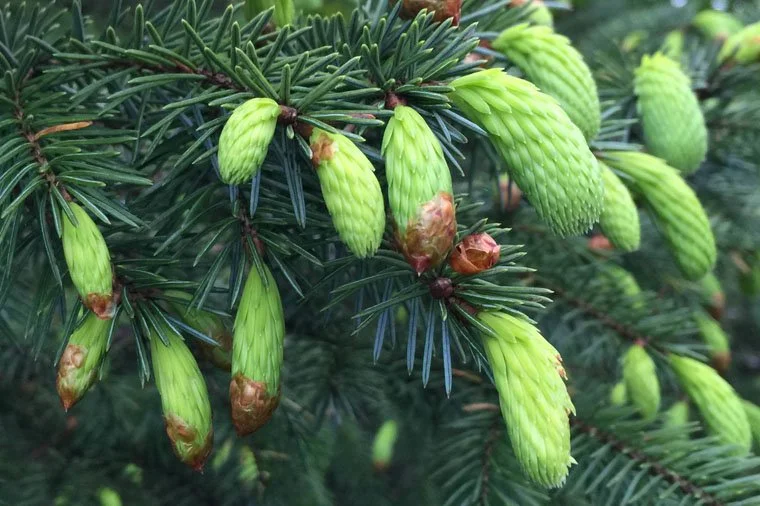 spruce-tips.jpg