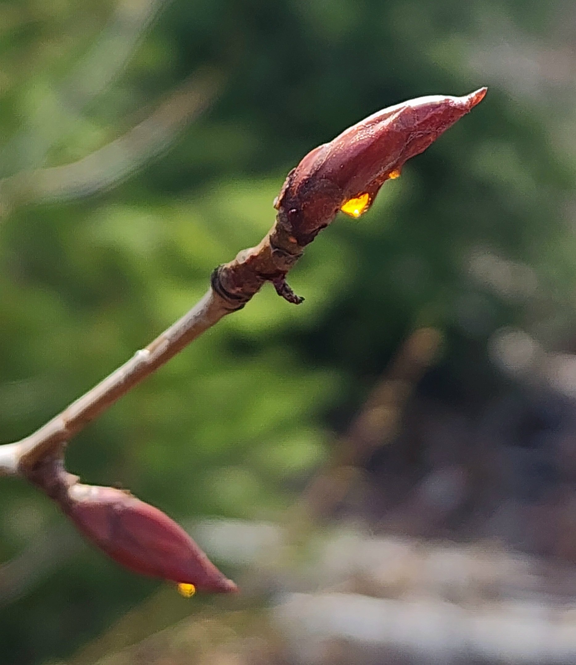 Poplar Bud Balm - 20 ML