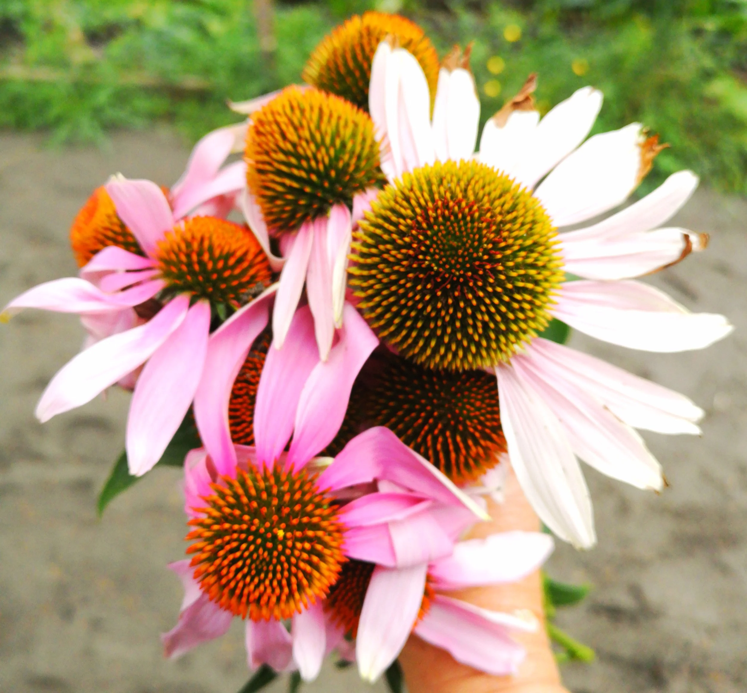 Friendly Flu Fighter