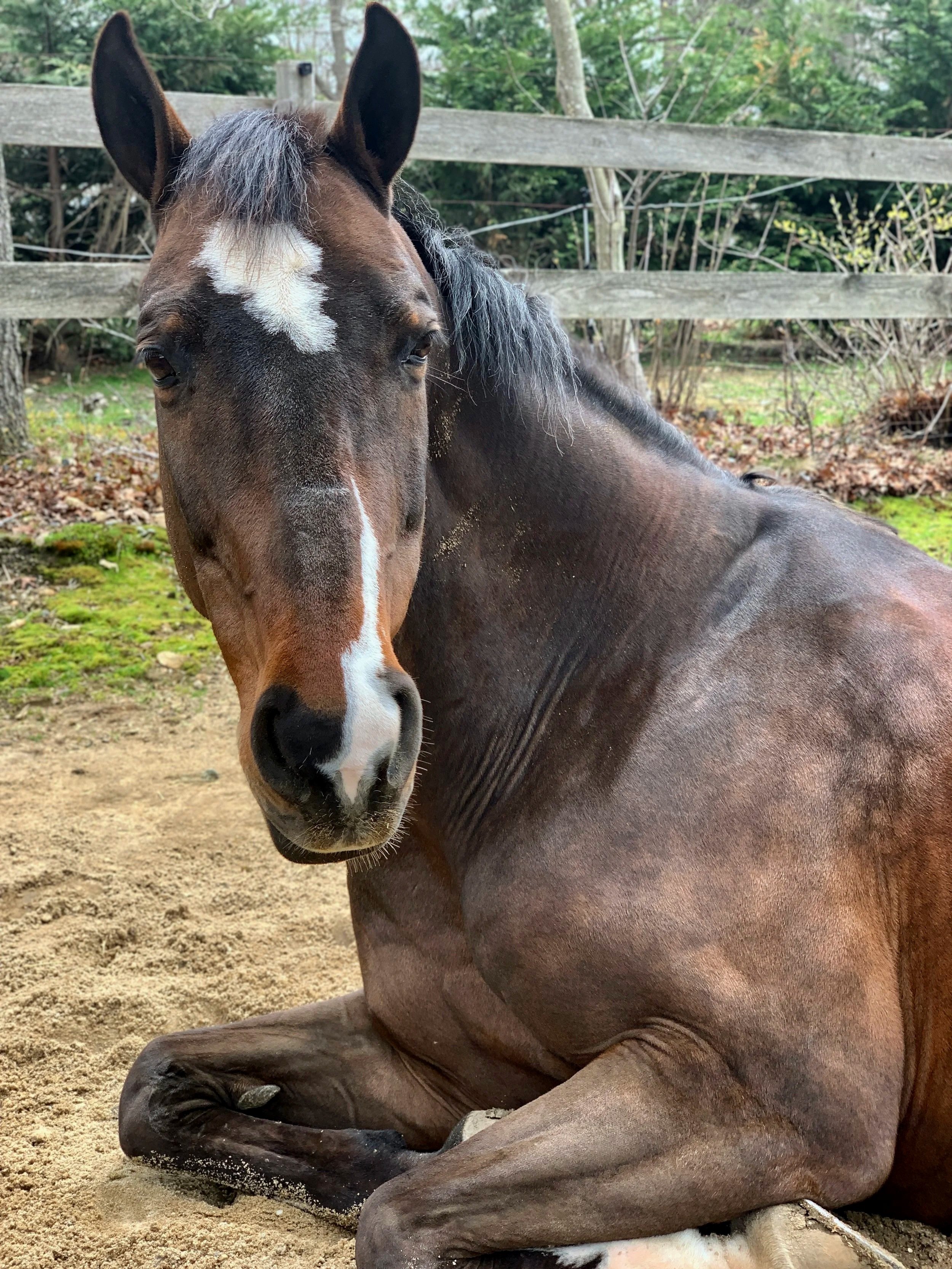 Andy, also known as Landstar