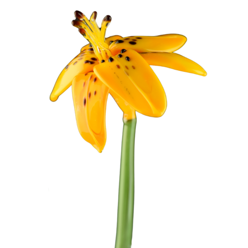 A close-up of a yellow tiger lily flower with orange and black spots and a green stem.