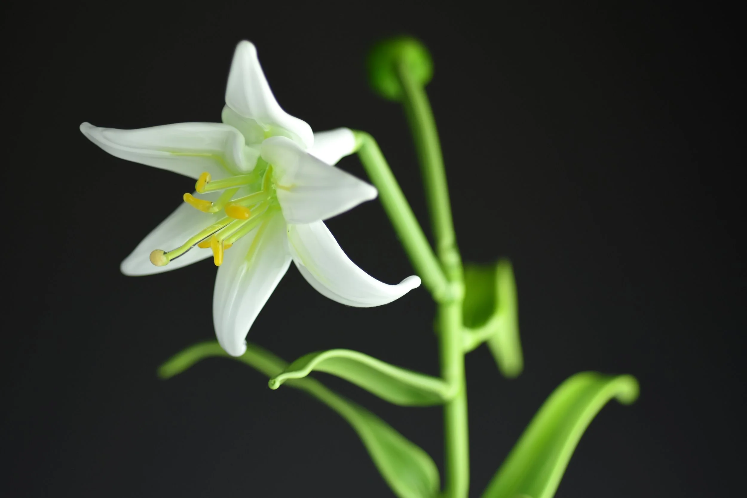 Close-up of a white lily flower with yellow stamens, against a black background.