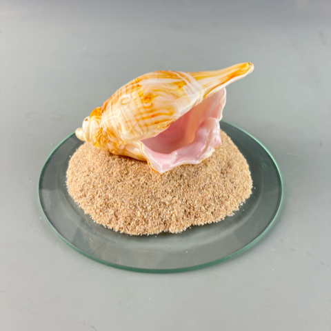 Seashell+Display+Stand+2.png