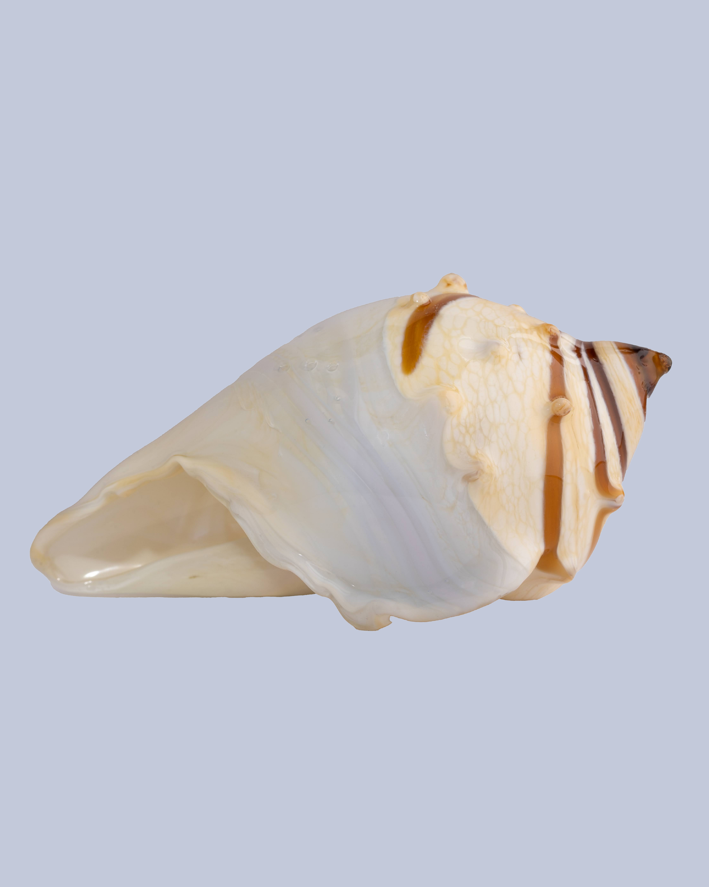 Ivory Tide Flameworked Glass Seashell
