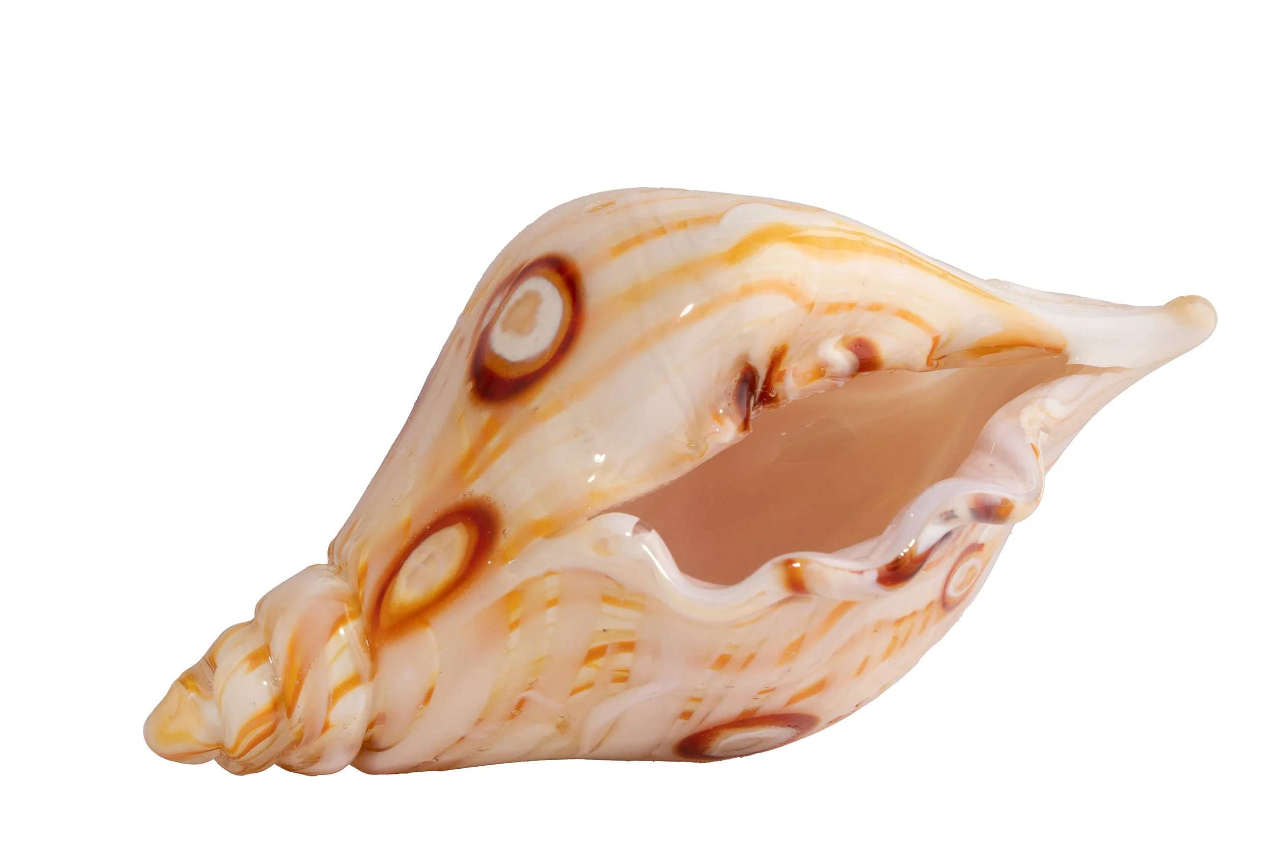 Barnacle Shell