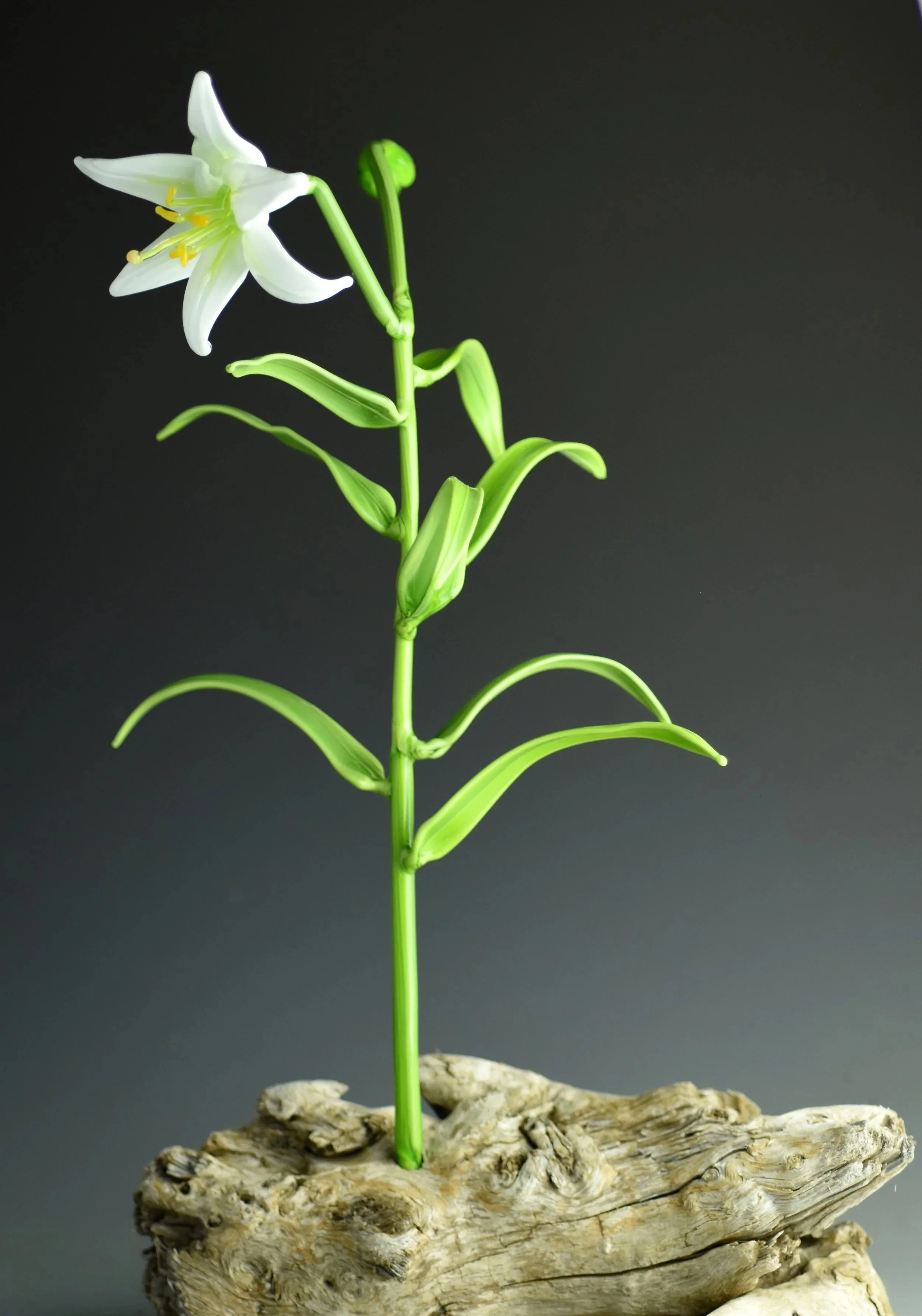 A white lily flower with yellow stamens and green stem growing from a piece of driftwood against a dark background.