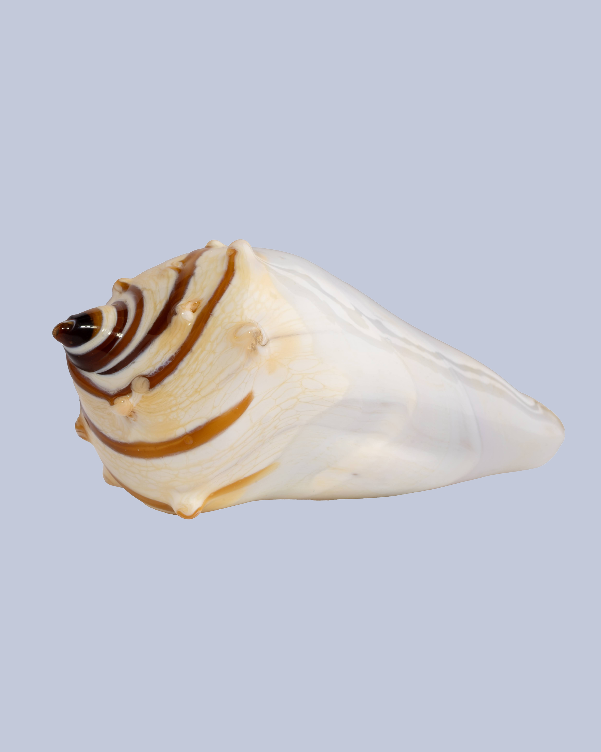 Ivory Tide Flameworked Glass Seashell