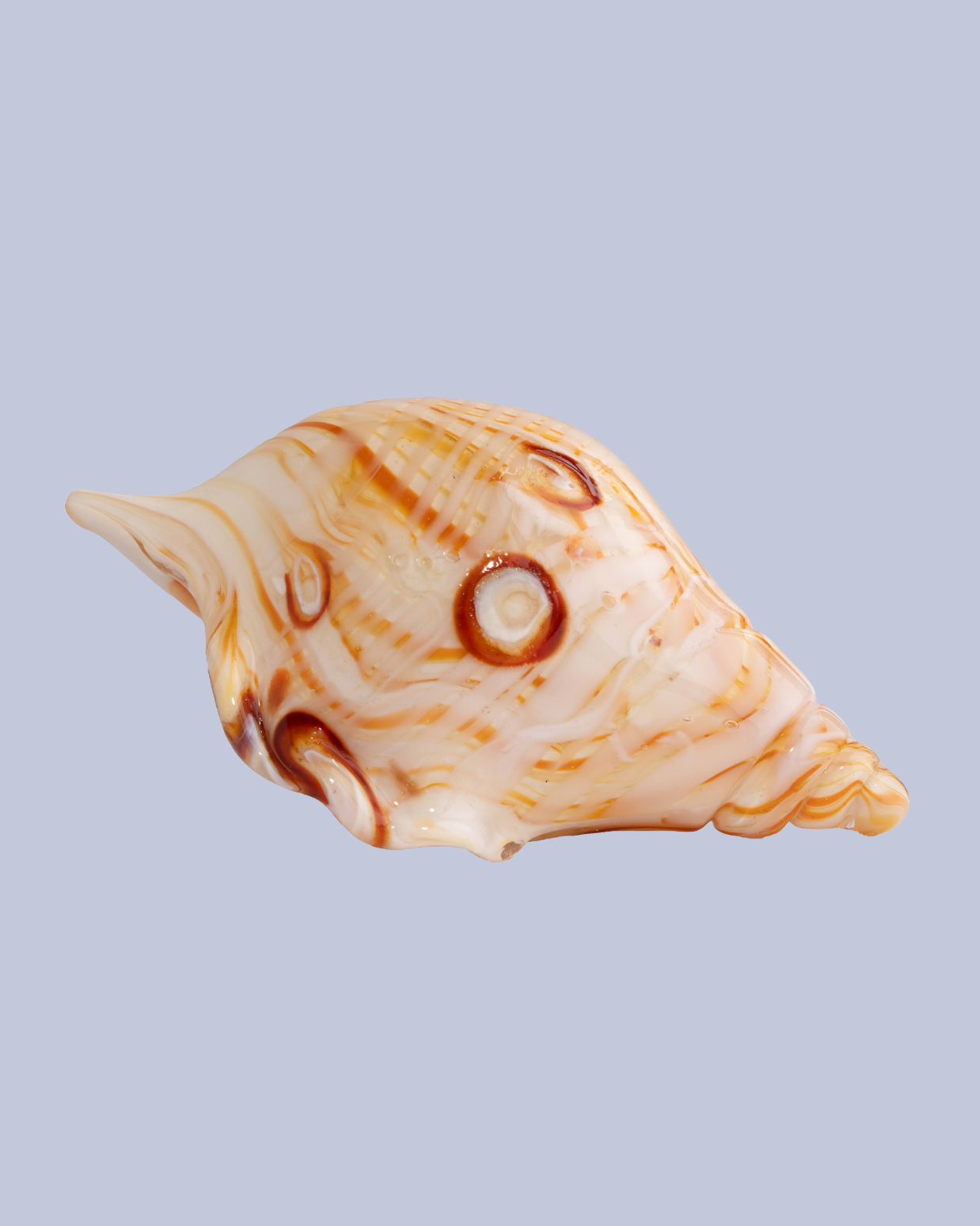 Barnacle Shell