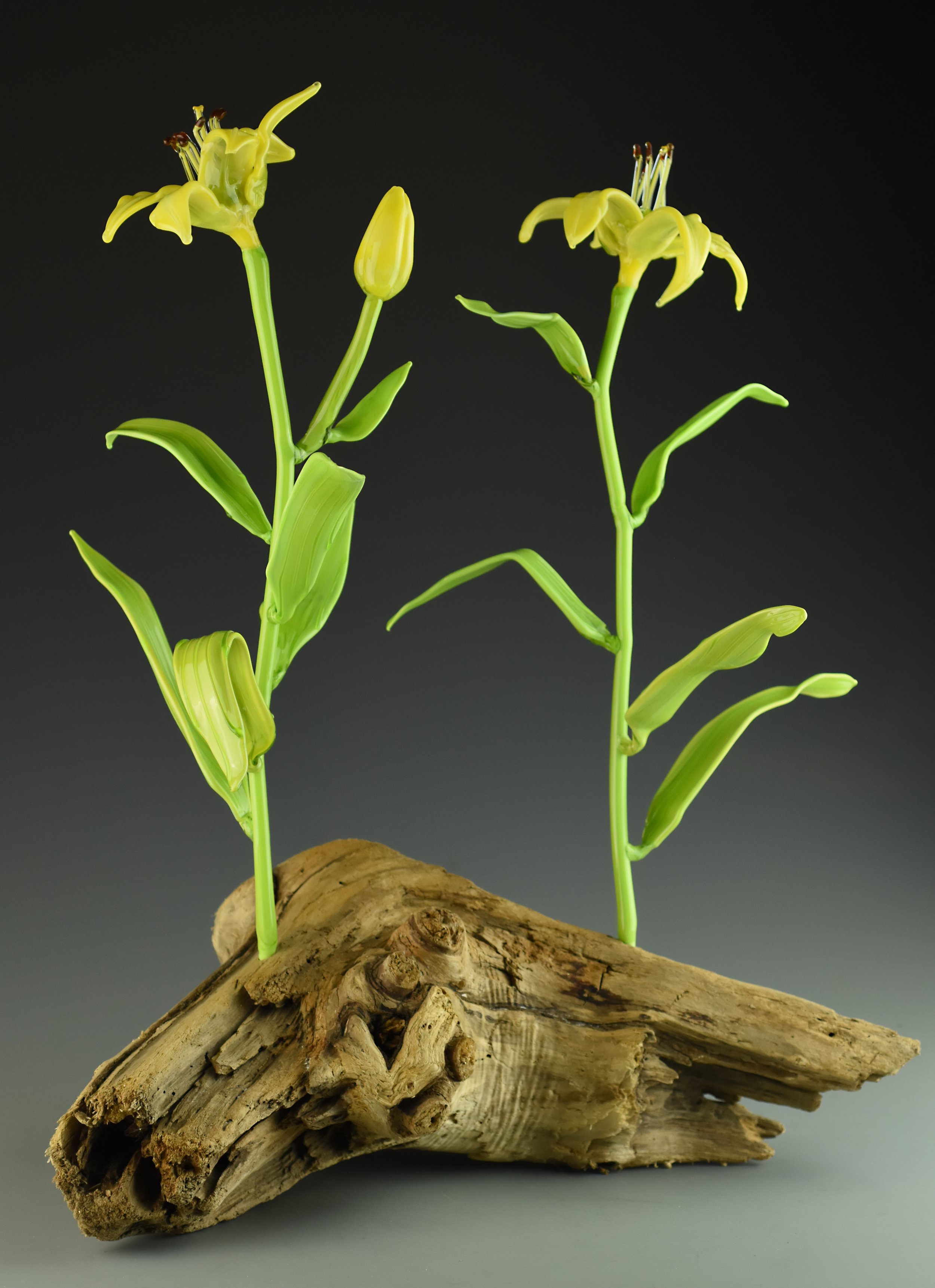 Yellow lily flowers with green stems growing from a piece of weathered driftwood against a dark gray background.