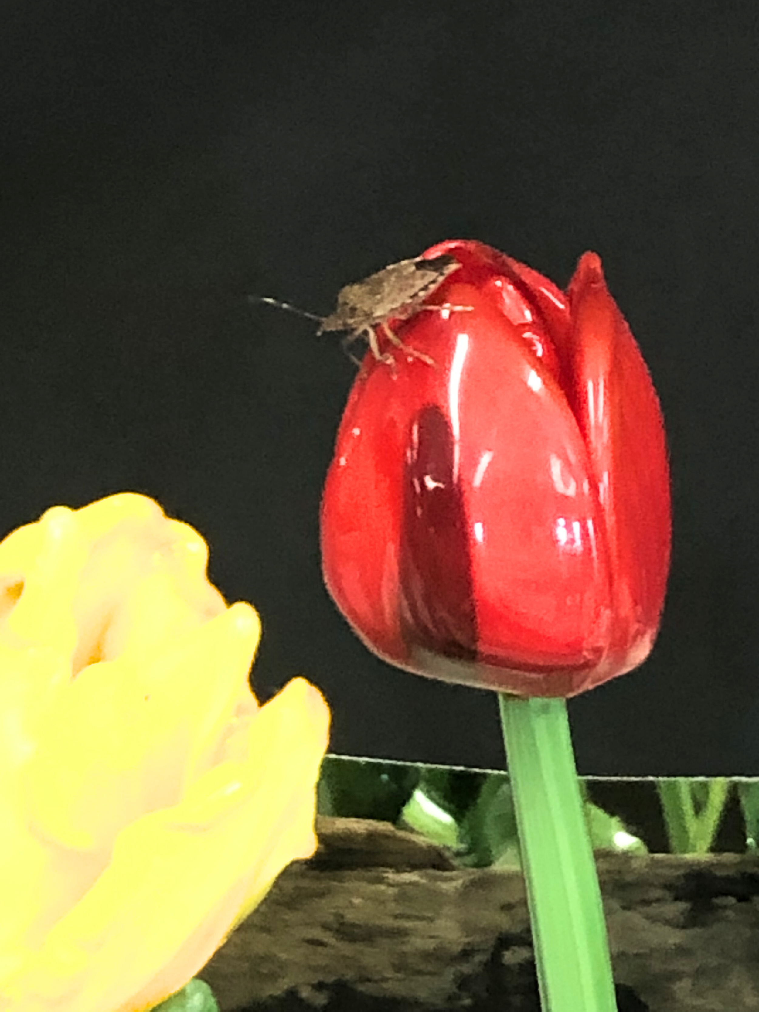 A person’s hand touching a bright yellow flower with ruffled petals, with a red mimicry flower and a small insect perched on it, against a dark background.