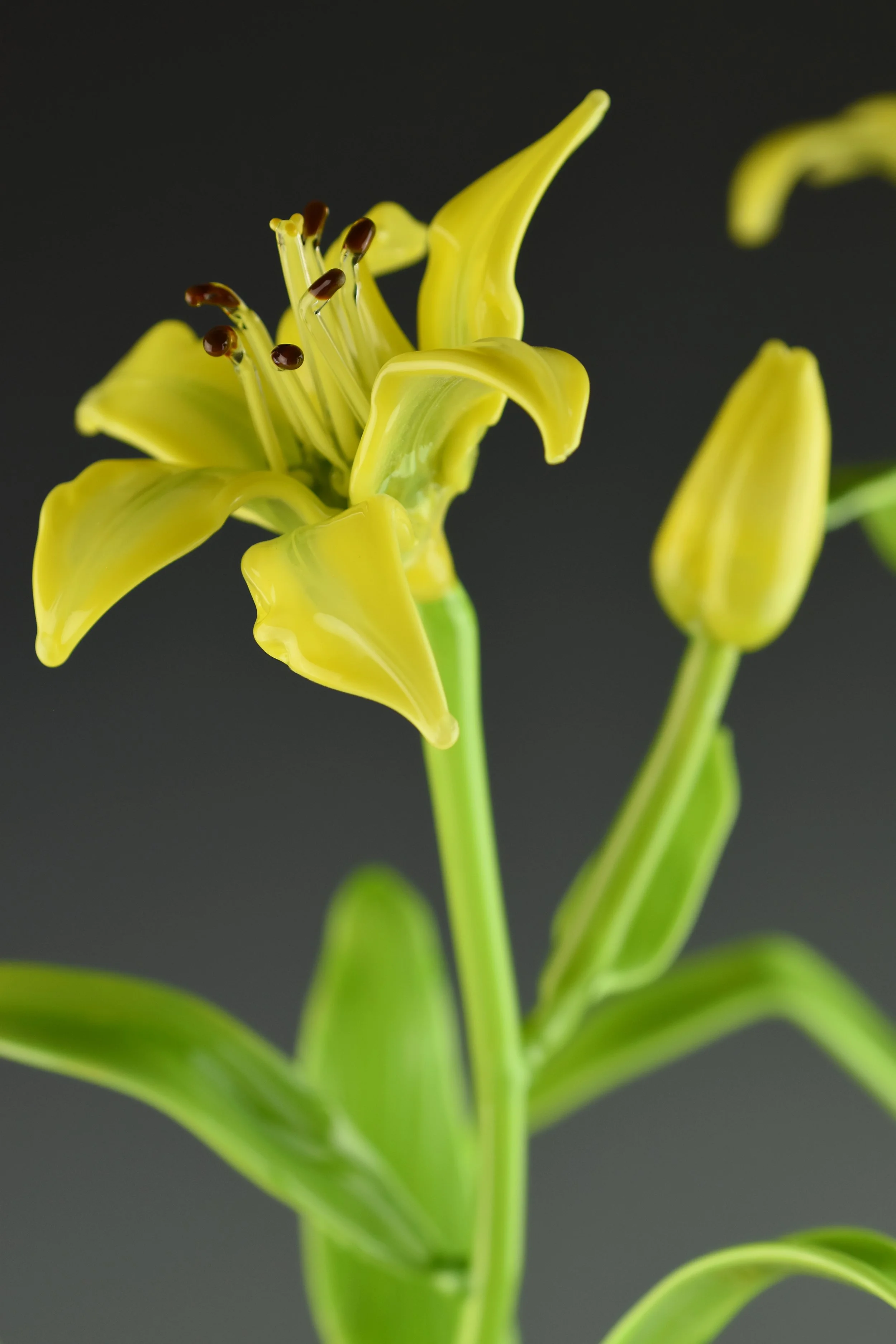 Close-up of a yellow lily flower with dark brown stamen against a black background.