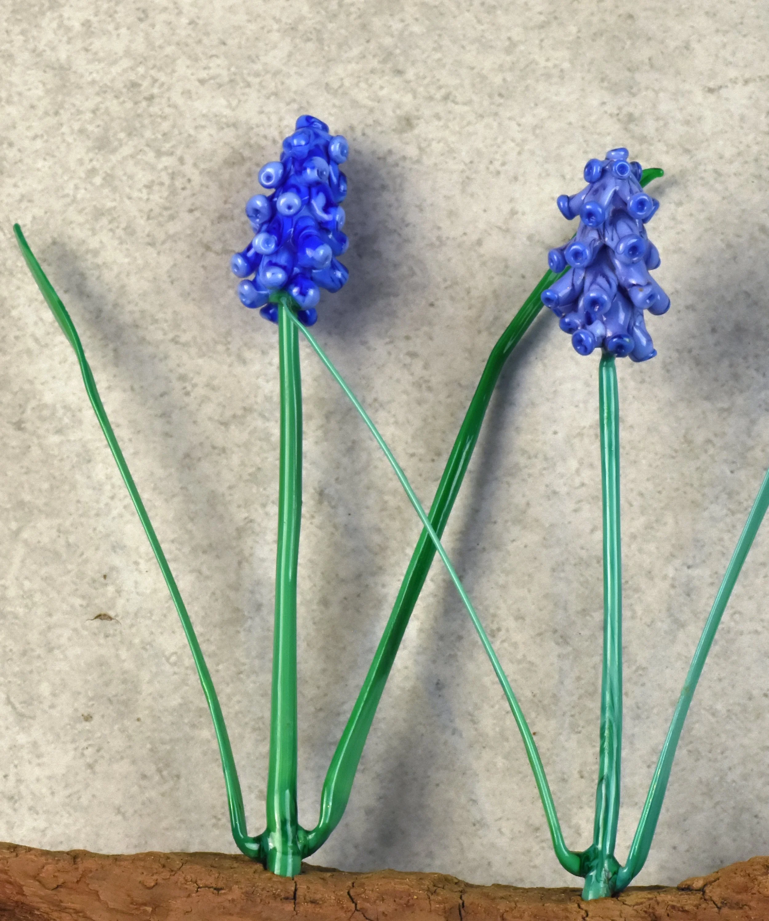 A group of blue grape hyacinth flowers with green stems growing from a piece of wood on a gray background.