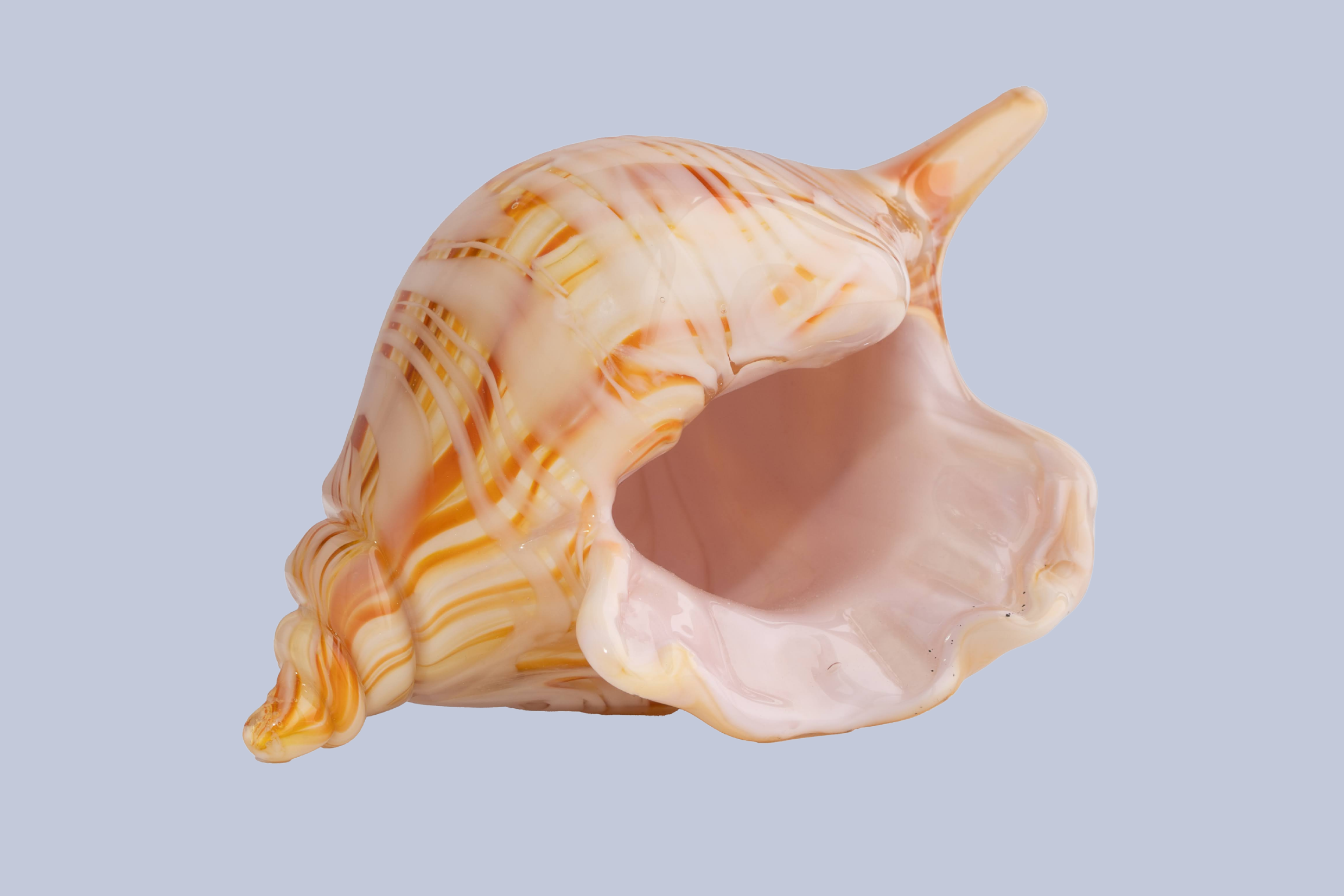 Honey Spiral Flameworked Glass Seashell