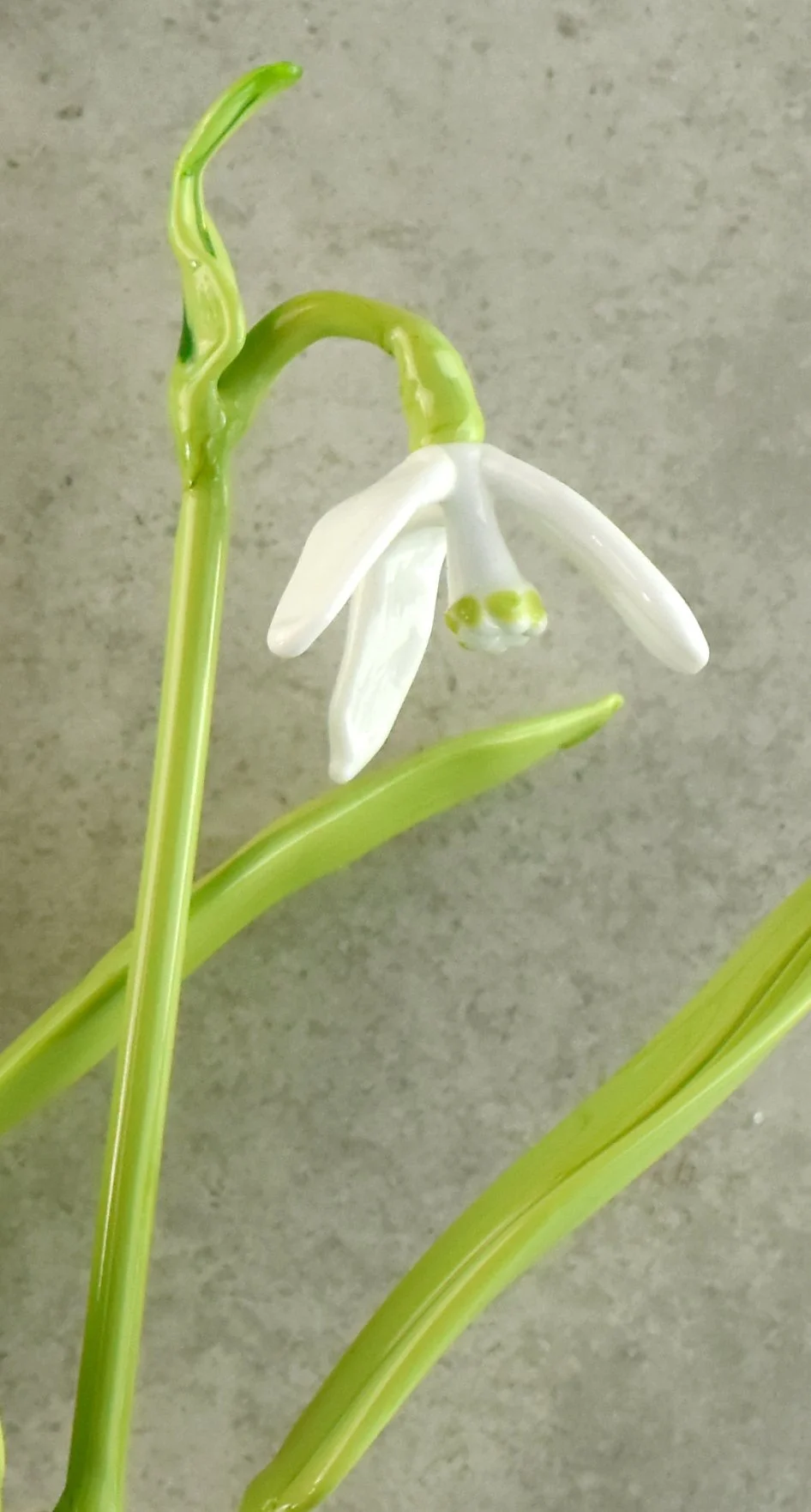 Close-up of a delicate snowdrop flower with white petals and green markings, set against a gray background.