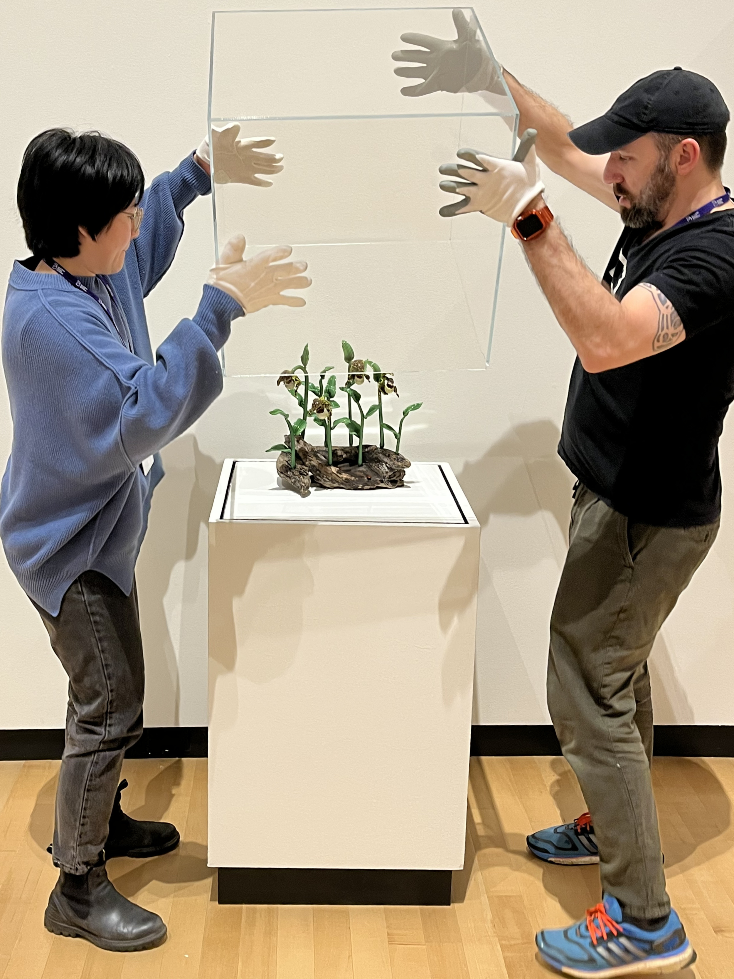 Two people are carefully lowering a glass display case with white gloves onto a white pedestal. Inside the case, there is a piece of driftwood with several green orchids and blooming flowers. The setting appears to be an art or science museum with a beige wall and wooden floor.