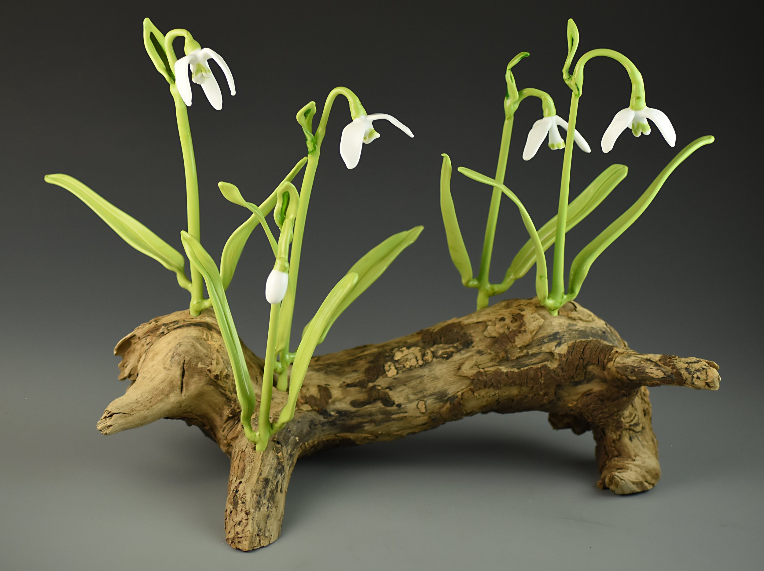 White snowdrop flowers with green stems growing from a piece of driftwood against a dark background.